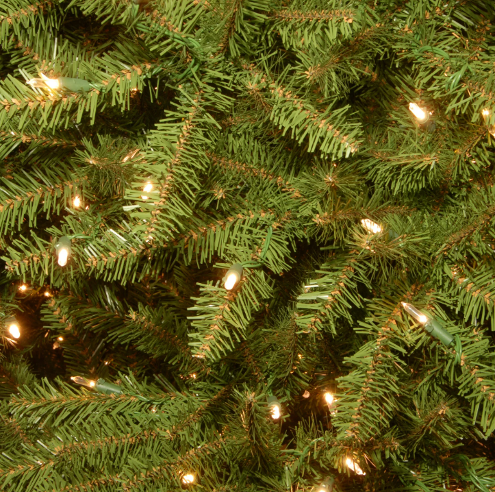 The Majestic Evergreen