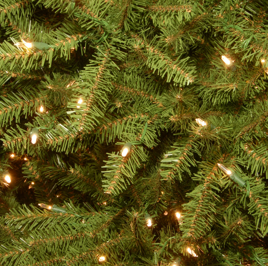 The Majestic Evergreen